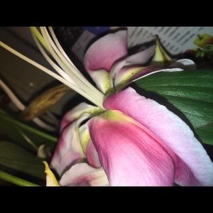 Meet your Posher, Lily